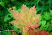 - Acer japonicum 'Vitifolium' Large Leaf Full Moon Japanese Maple - Mr Maple │ Buy Japanese Maple Trees