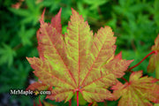 - Acer japonicum 'Vitifolium' Large Leaf Full Moon Japanese Maple - Mr Maple │ Buy Japanese Maple Trees