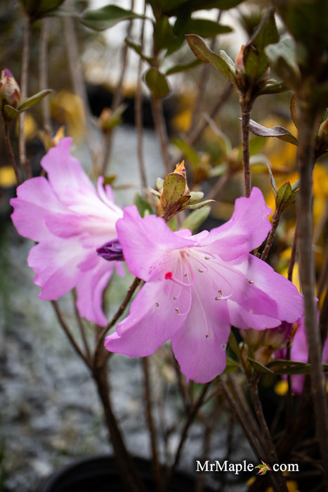 Azalea 'Nuccio’s Voodoo’ Pink Flowering Azalea