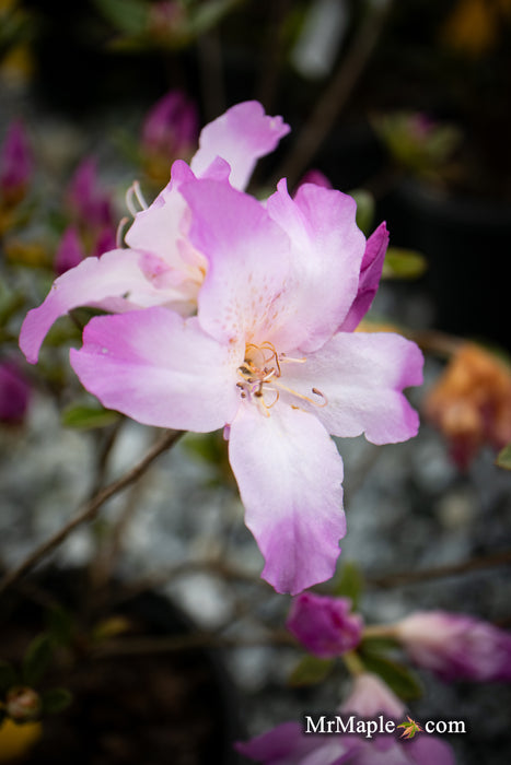 Azalea 'Nuccio’s Voodoo’ Pink Flowering Azalea