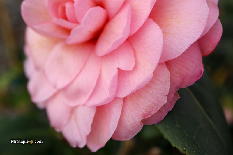 Camellia x williamsii 'Water Lily' Hardy Pink Flowering Camellia