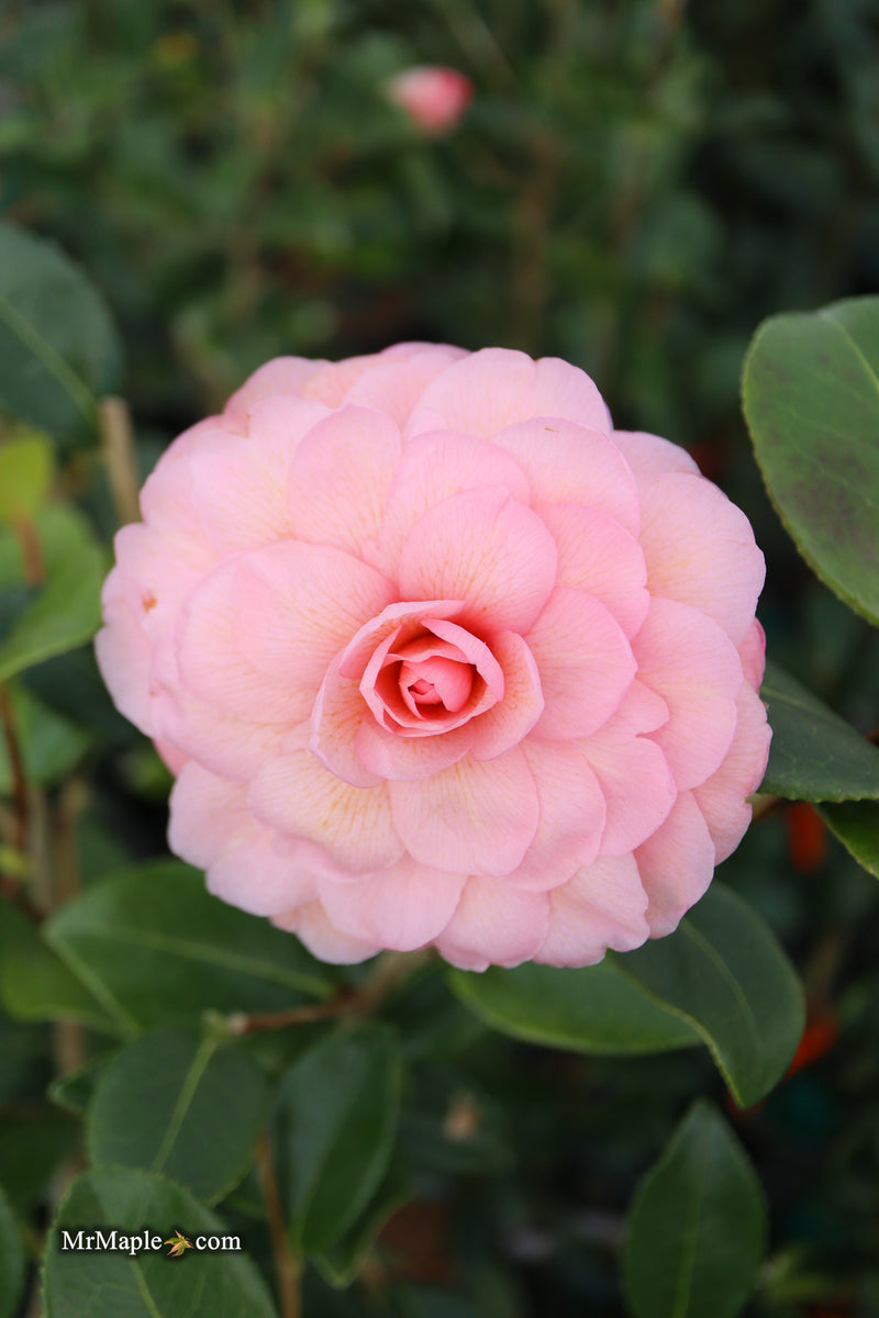 Camellia x williamsii 'Water Lily' Hardy Pink Flowering Camellia
