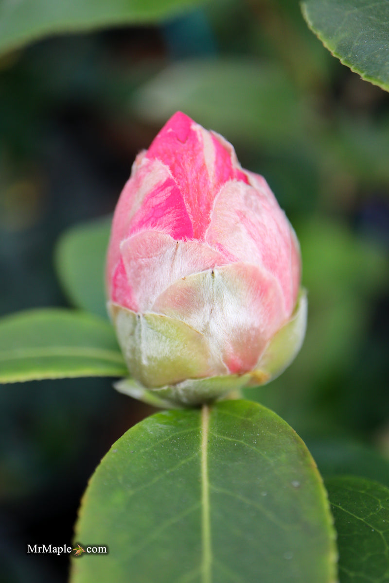 Camellia x williamsii 'Water Lily' Hardy Pink Flowering Camellia