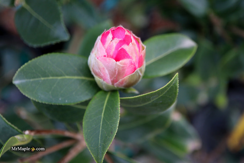 Camellia x williamsii 'Water Lily' Hardy Pink Flowering Camellia
