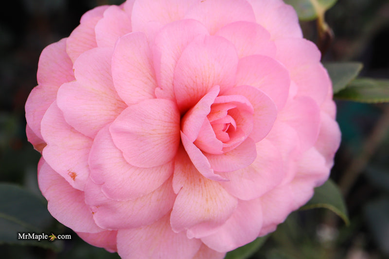 Camellia x williamsii 'Water Lily' Hardy Pink Flowering Camellia