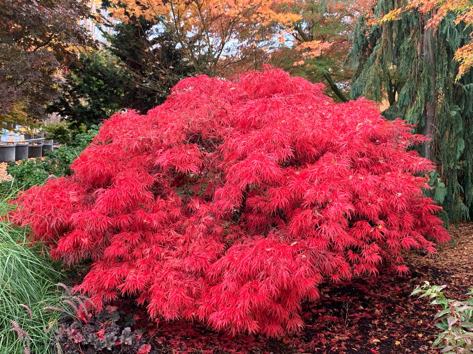 Weeping Japanese Maples