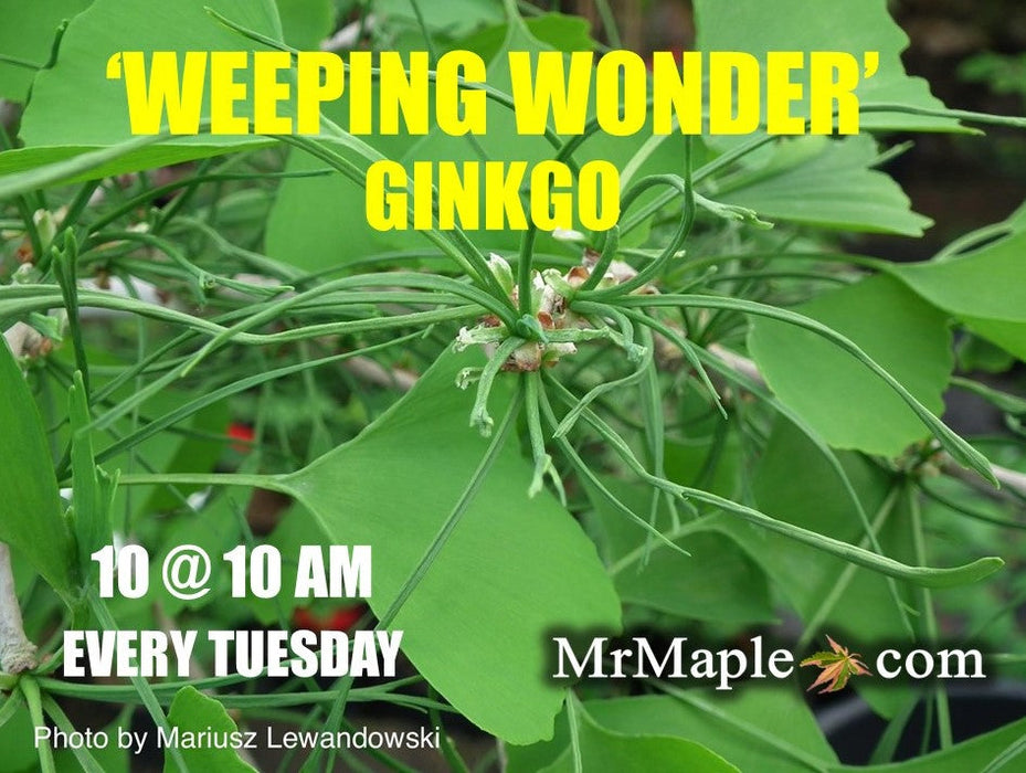 FOR PICK UP ONLY | Ginkgo biloba 'Weeping Wonder' Weeping Ginkgo Tree | DOES NOT SHIP