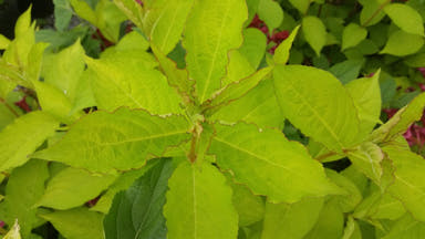 Weigela florida 'Looymansii Aurea' Golden Shrub - Mr Maple │ Buy Japanese Maple Trees