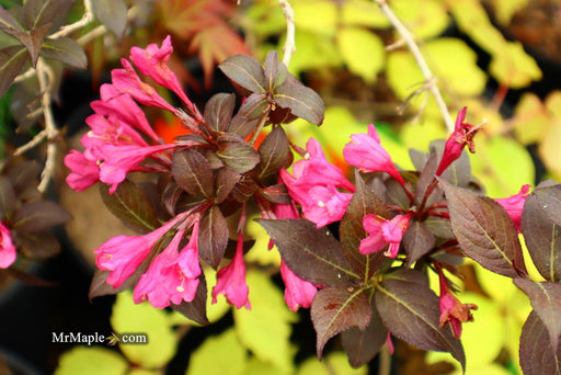 Weigela florida 'Minor Black' Red Foliage Shrub - Mr Maple │ Buy Japanese Maple Trees