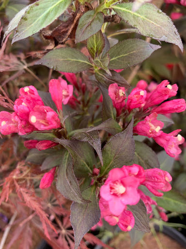 Weigela florida 'Minor Black' Red Foliage Shrub - Mr Maple │ Buy Japanese Maple Trees