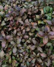 Weigela florida 'Minor Black' Red Foliage Shrub - Mr Maple │ Buy Japanese Maple Trees