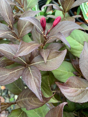 Weigela florida 'Minor Black' Red Foliage Shrub - Mr Maple │ Buy Japanese Maple Trees