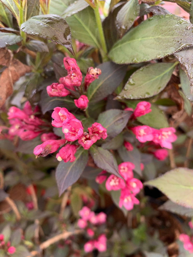 Weigela florida 'Minor Black' Red Foliage Shrub - Mr Maple │ Buy Japanese Maple Trees