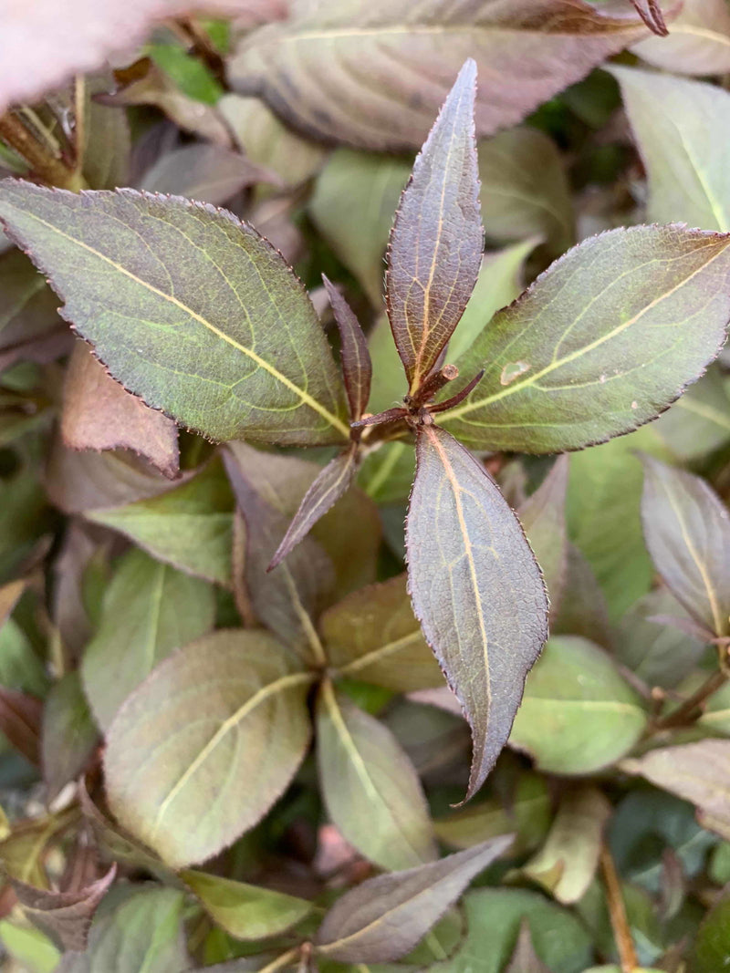Weigela florida 'Minor Black' Red Foliage Shrub - Mr Maple │ Buy Japanese Maple Trees