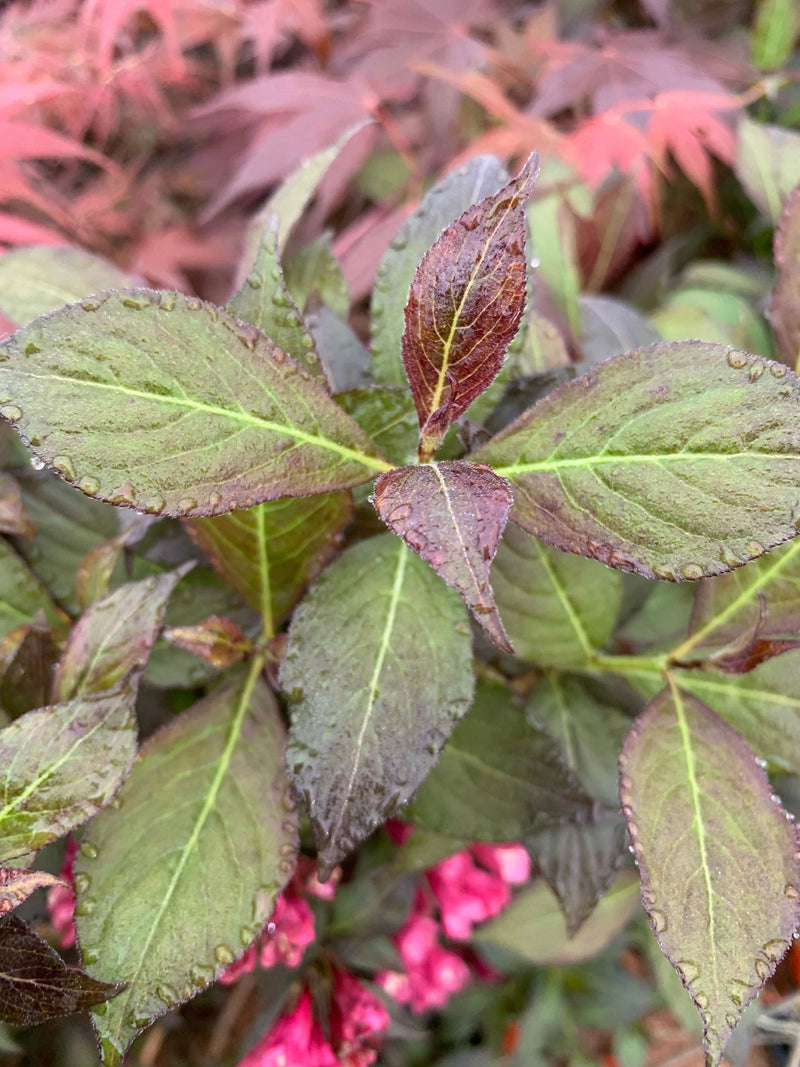 Weigela florida 'Minor Black' Red Foliage Shrub - Mr Maple │ Buy Japanese Maple Trees