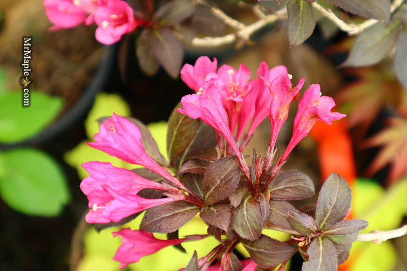 Weigela florida 'Minor Black' Red Foliage Shrub - Mr Maple │ Buy Japanese Maple Trees