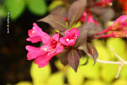 Weigela florida 'Minor Black' Red Foliage Shrub - Mr Maple │ Buy Japanese Maple Trees