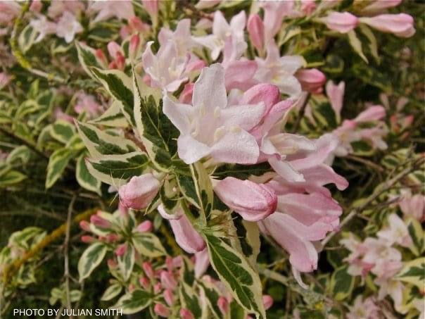 Weigela florida 'Variegata' Golden Variegated Shrub