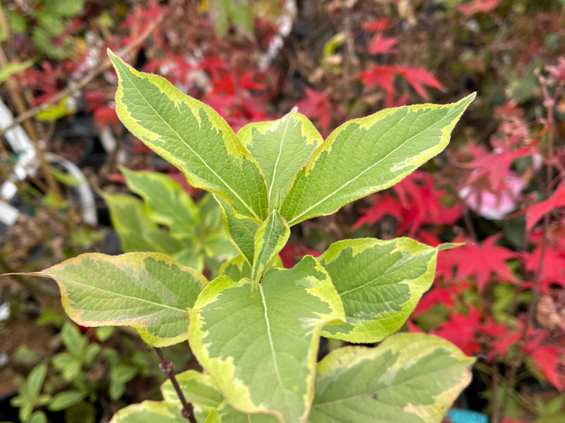 Weigela florida 'Variegata' Golden Variegated Shrub - Mr Maple │ Buy Japanese Maple Trees