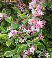 Weigela florida 'Variegata' Golden Variegated Shrub - Mr Maple │ Buy Japanese Maple Trees