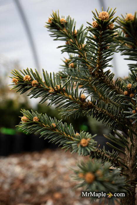 Picea pungens ‘Wendy' Colorado Spruce