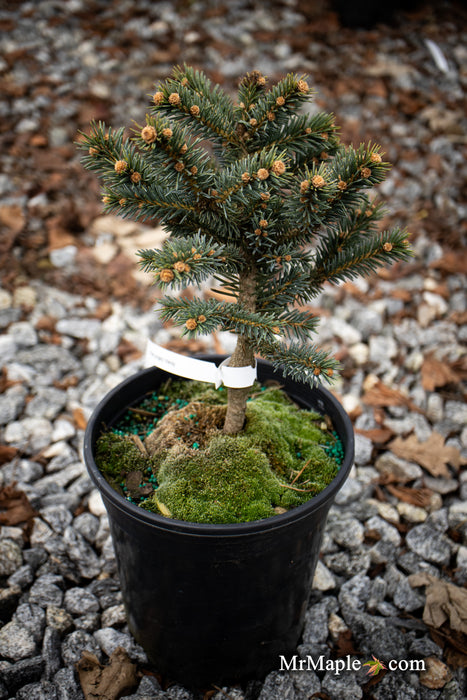 Picea pungens ‘Wendy' Colorado Spruce