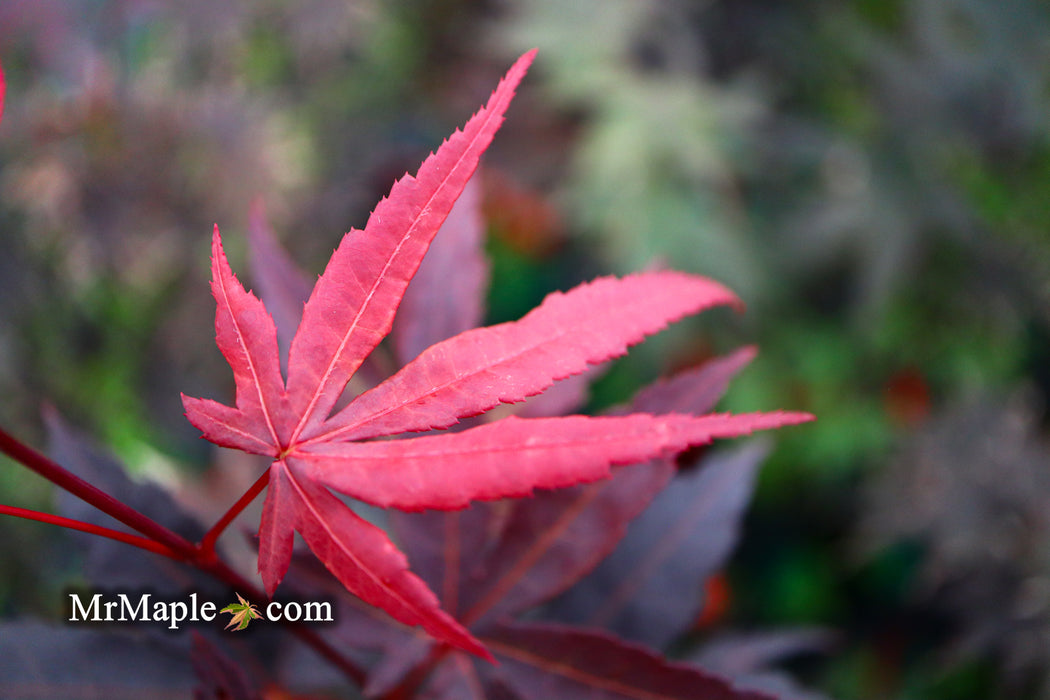 Acer palmatum 'Wetumpka Red' Japanese Maple Tree
