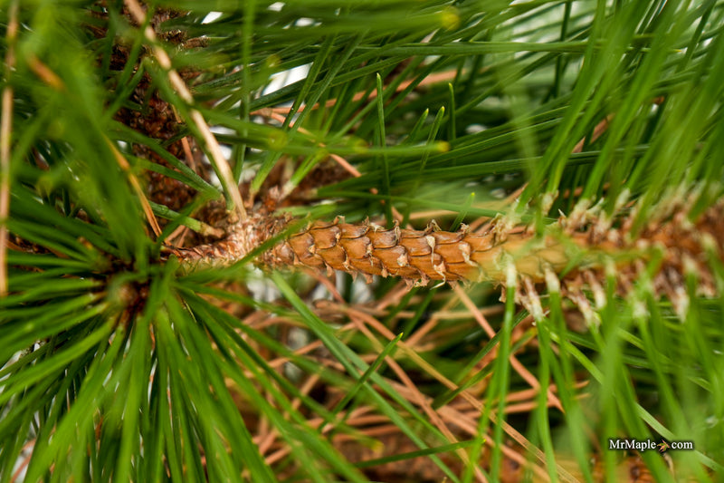 Pinus thunbergii 'Whiskey Hill Thundercloud' Japanese Black Pine