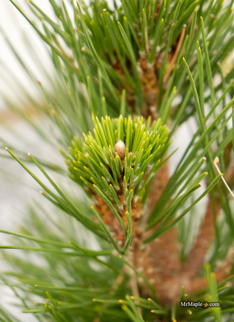 Pinus thunbergii 'Whiskey Hill Thundercloud' Japanese Black Pine