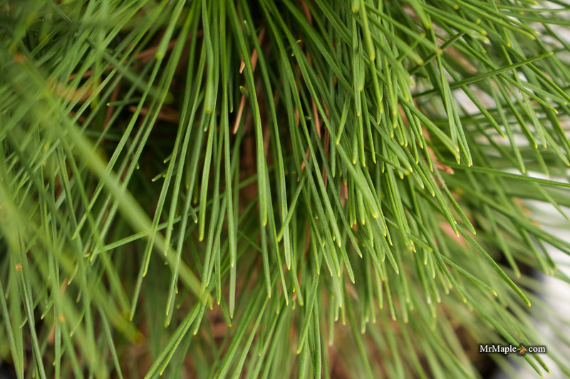 Pinus thunbergii 'Whiskey Hill Thundercloud' Japanese Black Pine