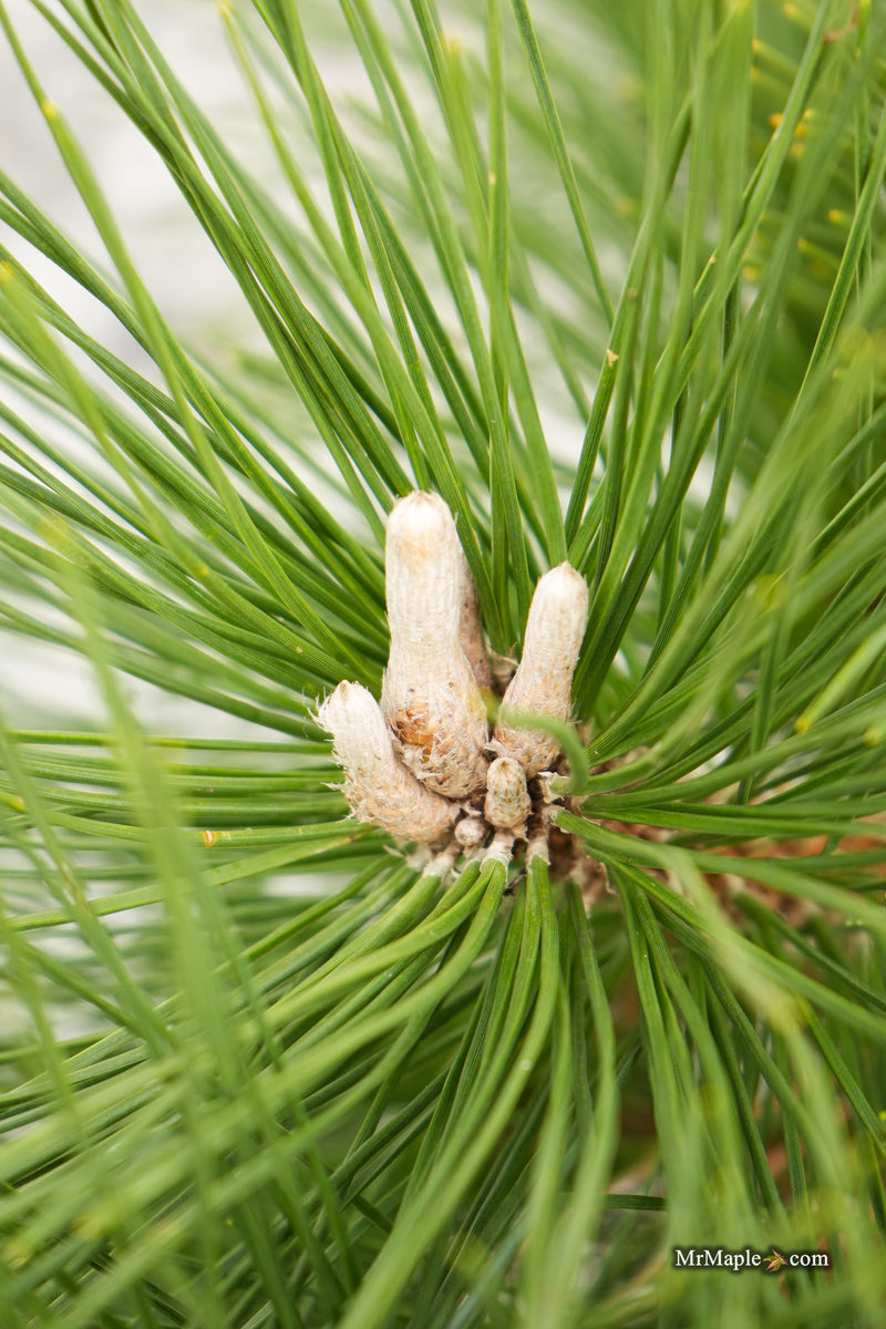 Pinus thunbergii 'Whiskey Hill Thundercloud' Japanese Black Pine