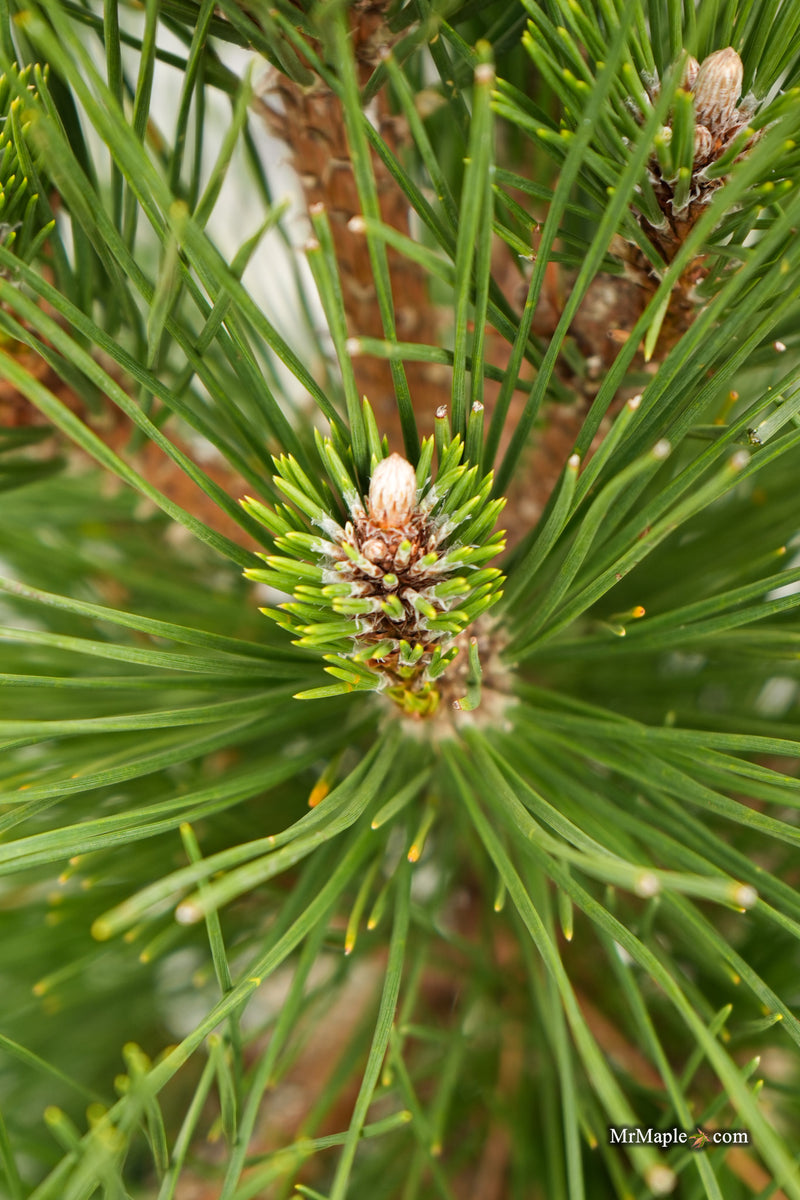Pinus thunbergii 'Whiskey Hill Thundercloud' Japanese Black Pine