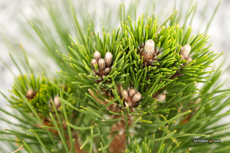Pinus thunbergii 'Whiskey Hill Thundercloud' Japanese Black Pine