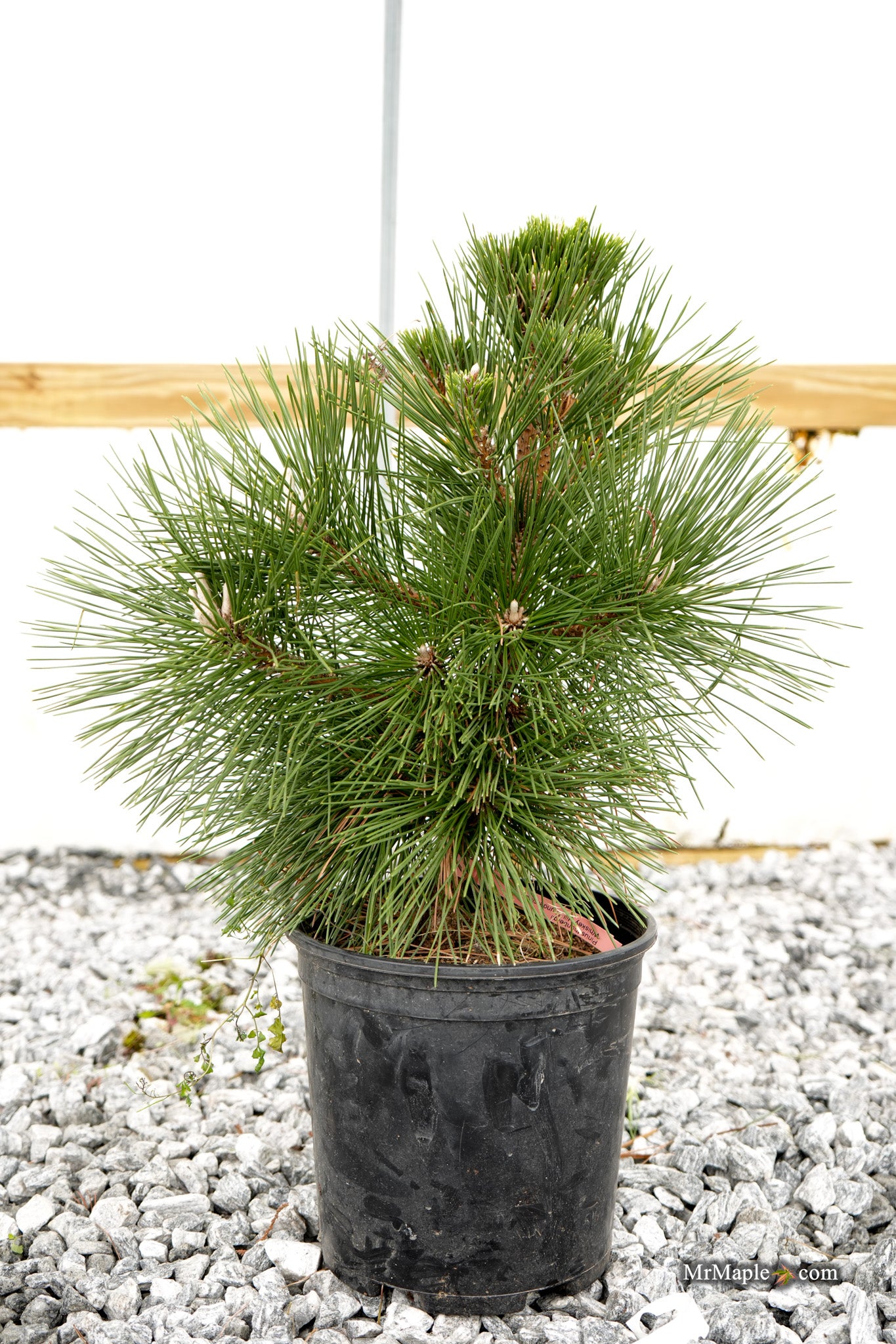 Buy Pinus thunbergii 'Whiskey Hill Thundercloud' Japanese Black
