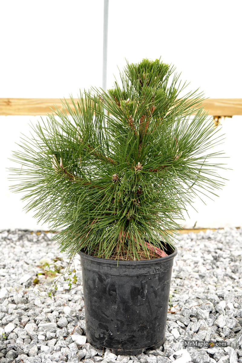 Pinus thunbergii 'Whiskey Hill Thundercloud' Japanese Black Pine