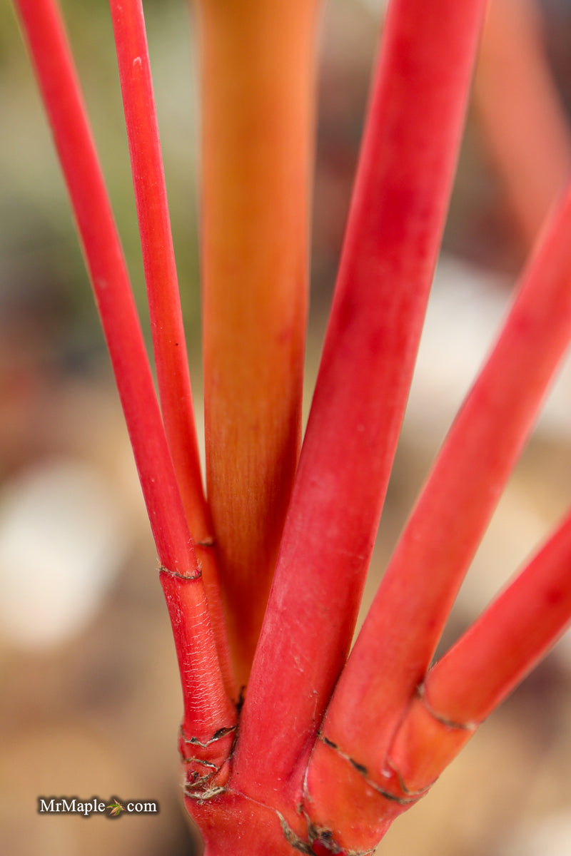 Acer palmatum 'Wildfire' Coral bark Winter Interest Japanese Maple