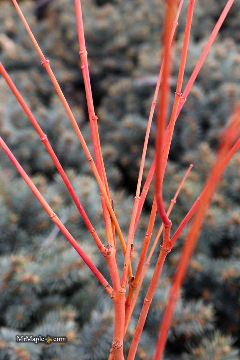 Acer palmatum 'Wildfire' Coral bark Winter Interest Japanese Maple