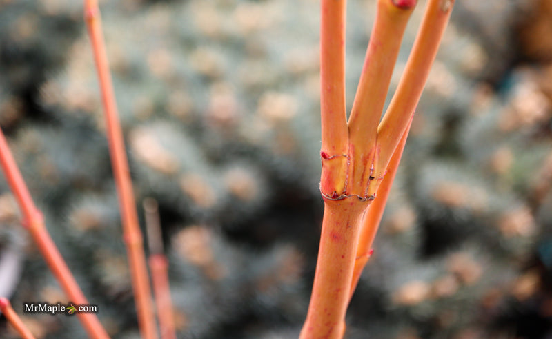 Acer palmatum 'Wildfire' Coral bark Winter Interest Japanese Maple