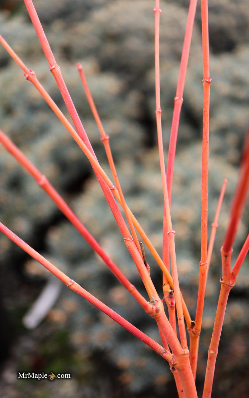 Acer palmatum 'Wildfire' Coral bark Winter Interest Japanese Maple