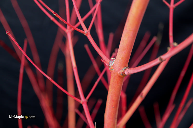Acer palmatum 'Wildfire' Coral bark Winter Interest Japanese Maple