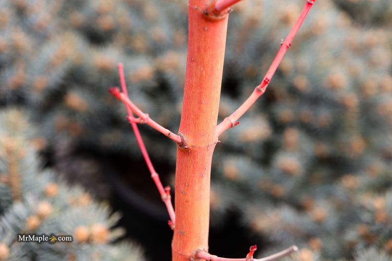 Acer palmatum 'Wildfire' Coral bark Winter Interest Japanese Maple