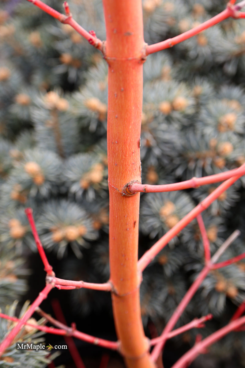 Acer palmatum 'Wildfire' Coral bark Winter Interest Japanese Maple