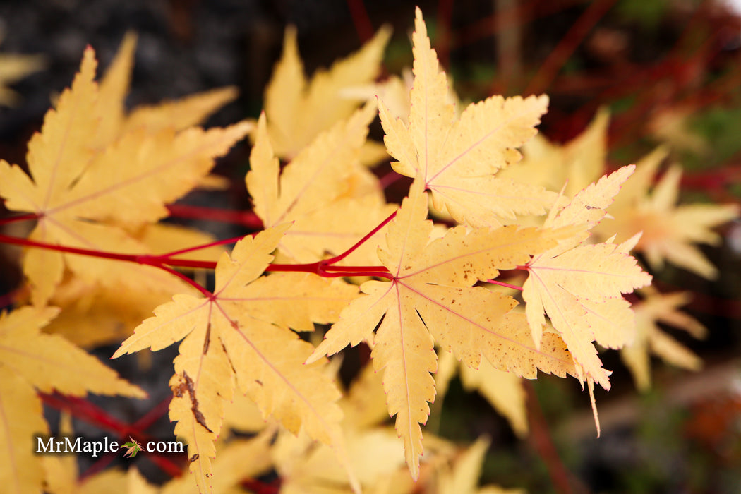 Acer palmatum 'Winter Red' Coral Bark Japanese Maple