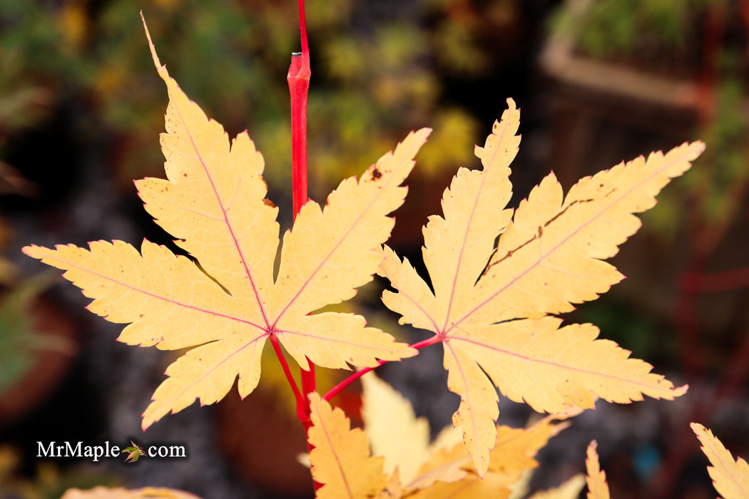 Acer palmatum 'Winter Red' Coral Bark Japanese Maple