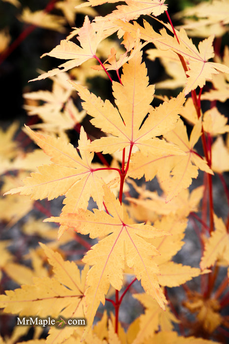 Acer palmatum 'Winter Red' Coral Bark Japanese Maple