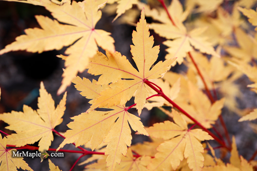 Acer palmatum 'Winter Red' Coral Bark Japanese Maple