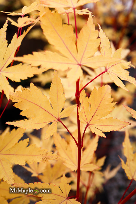 Acer palmatum 'Winter Red' Coral Bark Japanese Maple