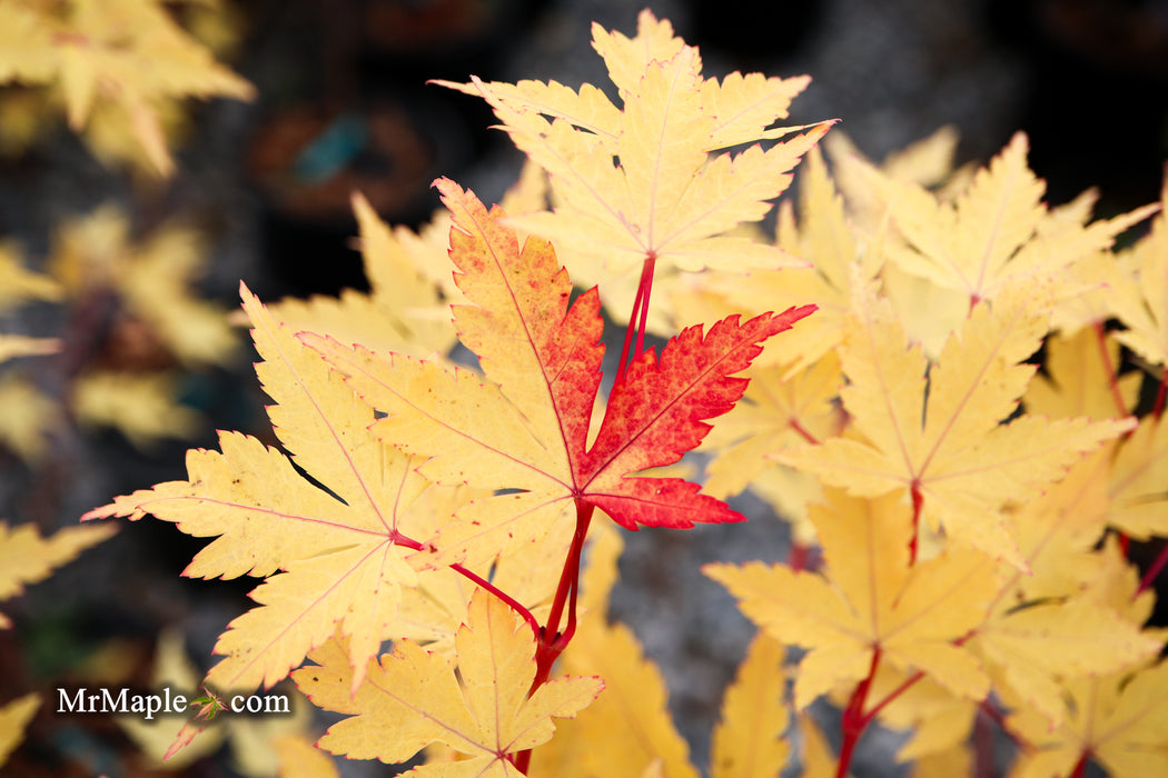 Acer palmatum 'Winter Red' Coral Bark Japanese Maple