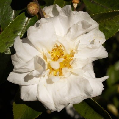 Camellia japonica 'Winter's Snowman' White Flowering Camellia