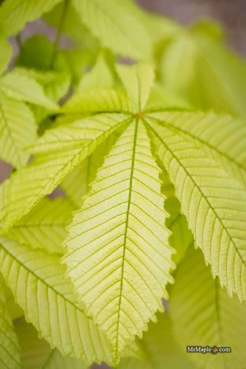 Aesculus hippocastanum 'Wisselink' Reticulated Variegated European Horse Chestnut